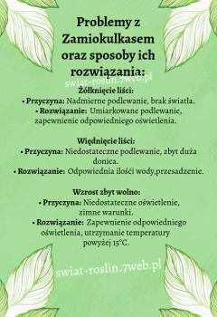 Zamiokulkas- problemy oraz sposoby na ich rozwiązanie