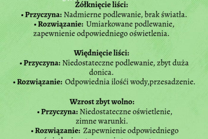 Zamiokulkas- problemy oraz sposoby na ich rozwiązanie