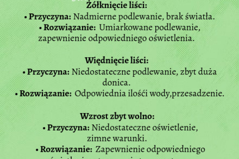 Zamiokulkas- problemy oraz sposoby na ich rozwiązanie