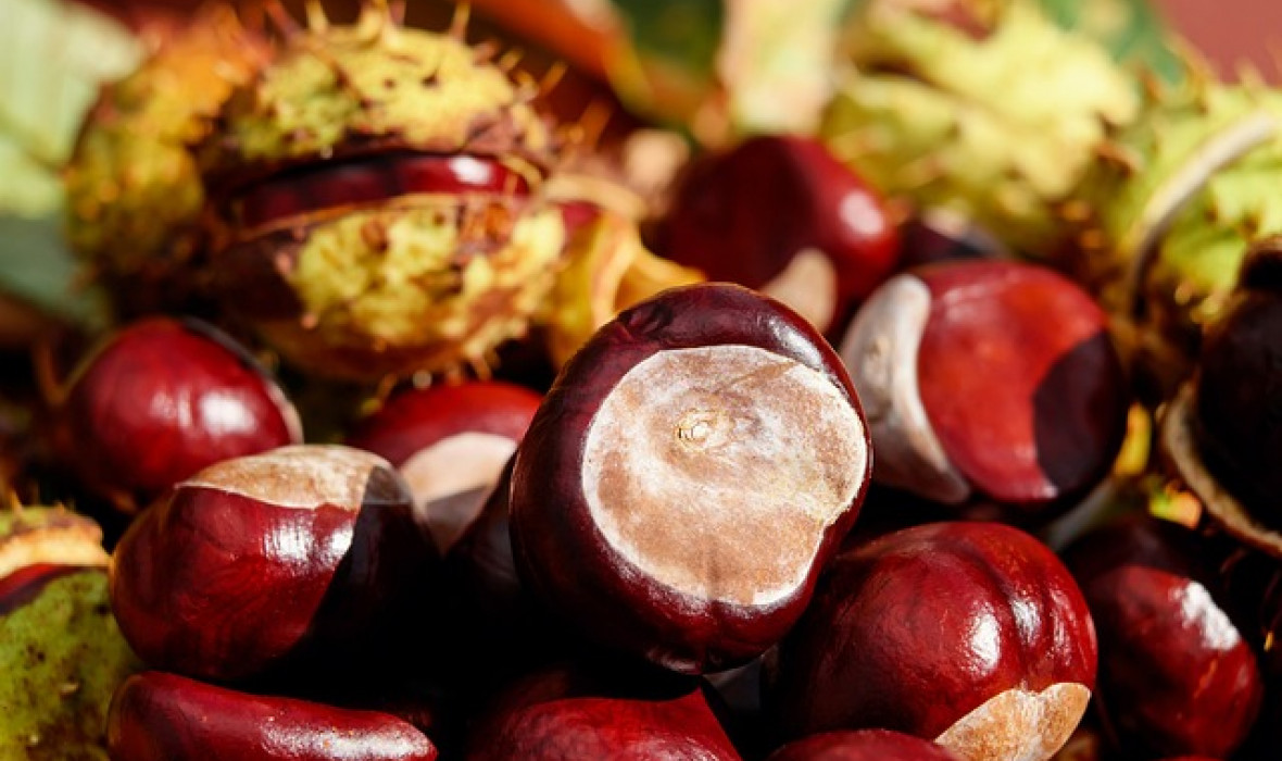 Kasztany – naturalny środek odstraszający mszyce i pająki
