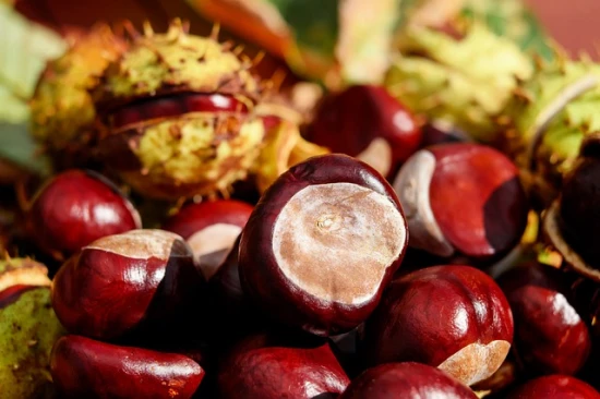 Kasztany – naturalny środek odstraszający mszyce i pająki