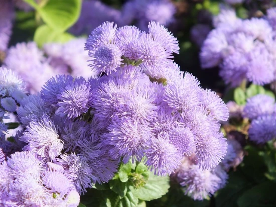 Żeniszek (Ageratum) – Malutkie kwiaty o wielkim uroku: Pielęgnacja i uprawa