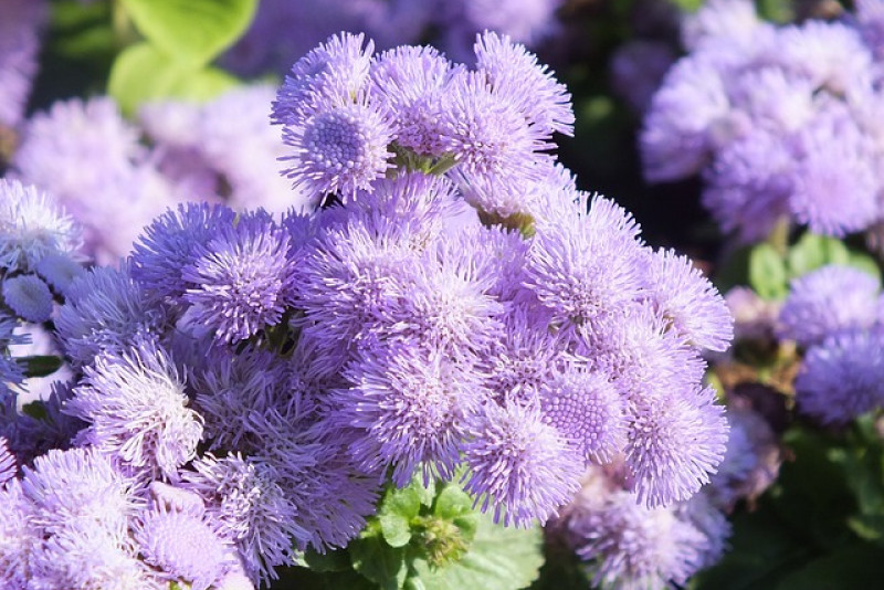 Żeniszek (Ageratum) – Malutkie kwiaty o wielkim uroku: Pielęgnacja i uprawa