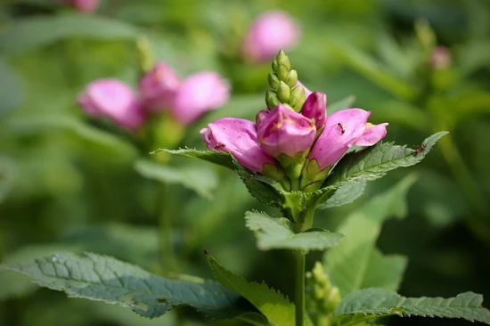 Żółwik ukośny (Chelone obliqua): - roślina idealna do ogrodu