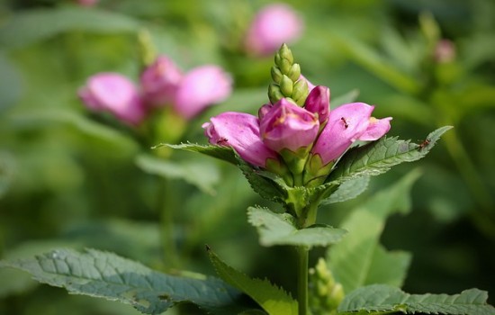 Żółwik ukośny (Chelone obliqua): - roślina idealna do ogrodu