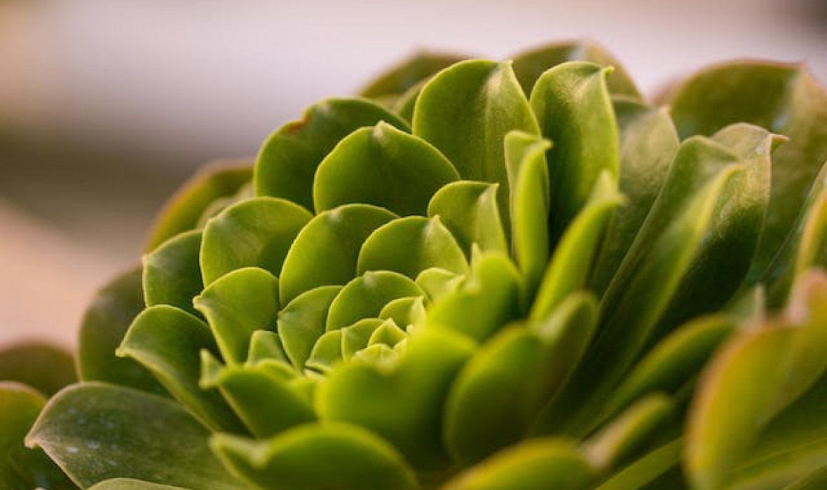 Problemy z Eonium drzewiastym (aeonium arboreum) i sposoby ich rozwiązania