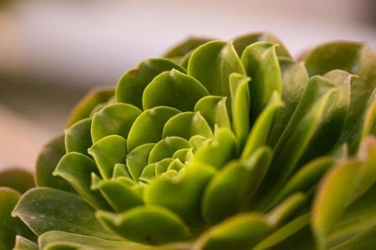Problemy z Eonium drzewiastym (aeonium arboreum) i sposoby ich rozwiązania