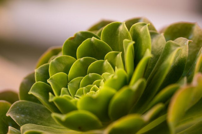 Problemy z Eonium drzewiastym (aeonium arboreum) i sposoby ich rozwiązania