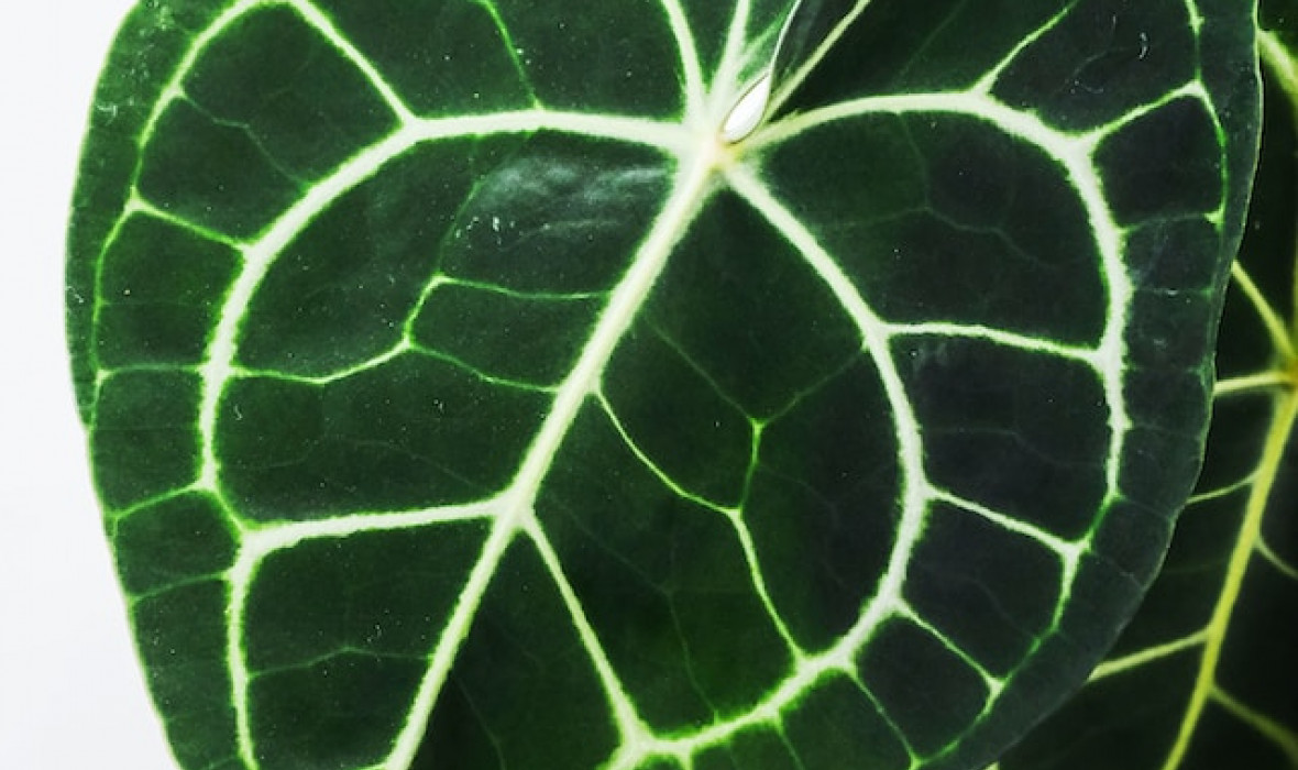 Prawidłowa pielęgnacja i uprawa Anthurium clarinervium
