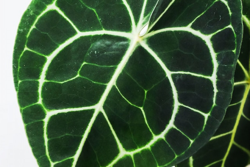 Prawidłowa pielęgnacja i uprawa Anthurium clarinervium