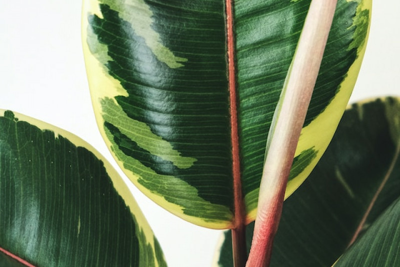 Ficus elastica 'Tineke' (Figowiec sprężysty) - porady dotyczące pielęgnacji i uprawy