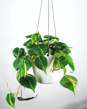 Philodendron scandens 'Brasil' (Filodendron pnący) - Poradnik pielęgnacji i uprawy
