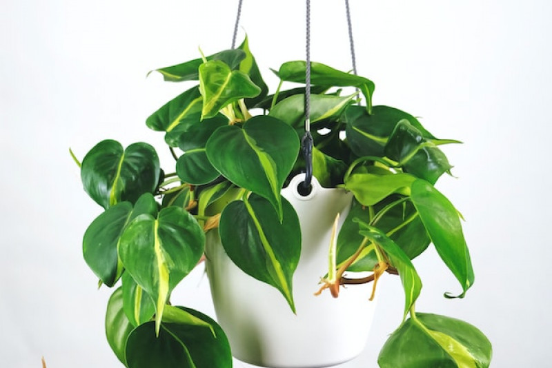Philodendron scandens 'Brasil' (Filodendron pnący) - Poradnik pielęgnacji i uprawy