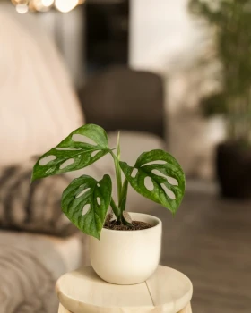 Monstera Adansonii Mint - jak dbać o tę piękną roślinę doniczkową