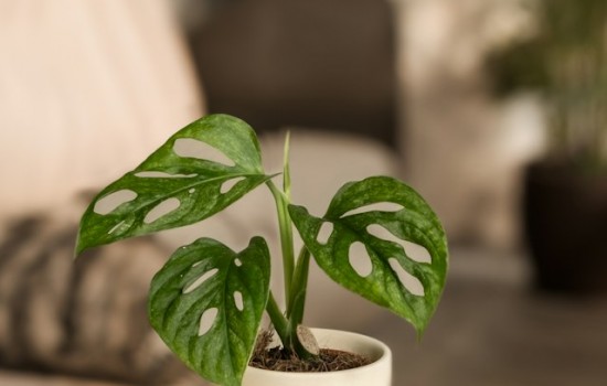 Monstera Adansonii Mint - jak dbać o tę piękną roślinę doniczkową