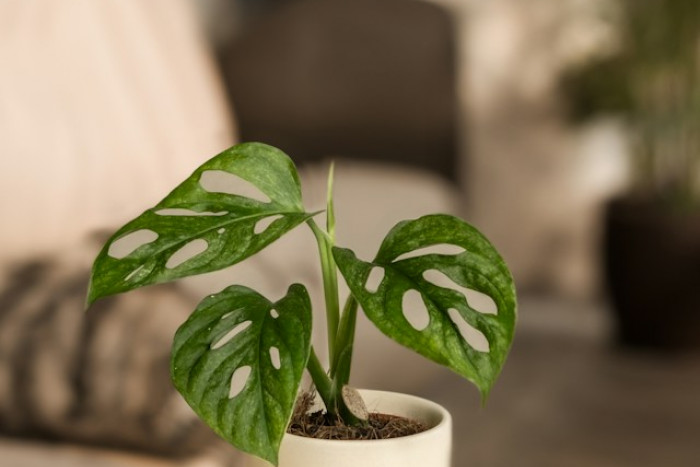 Monstera Adansonii Mint - jak dbać o tę piękną roślinę doniczkową