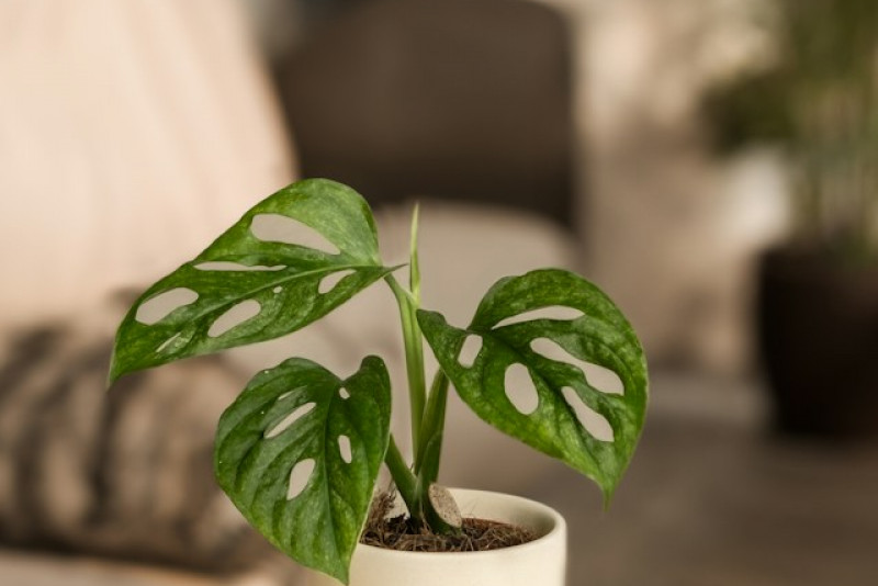 Monstera Adansonii Mint - jak dbać o tę piękną roślinę doniczkową