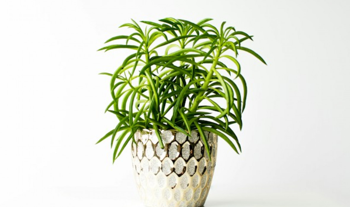 Peperomia 'Nevada’ (Peperomia ferreyrae 'Nevada’): Tajemnice Pielęgnacji i Uprawy Zielonej Rozgwiazdy