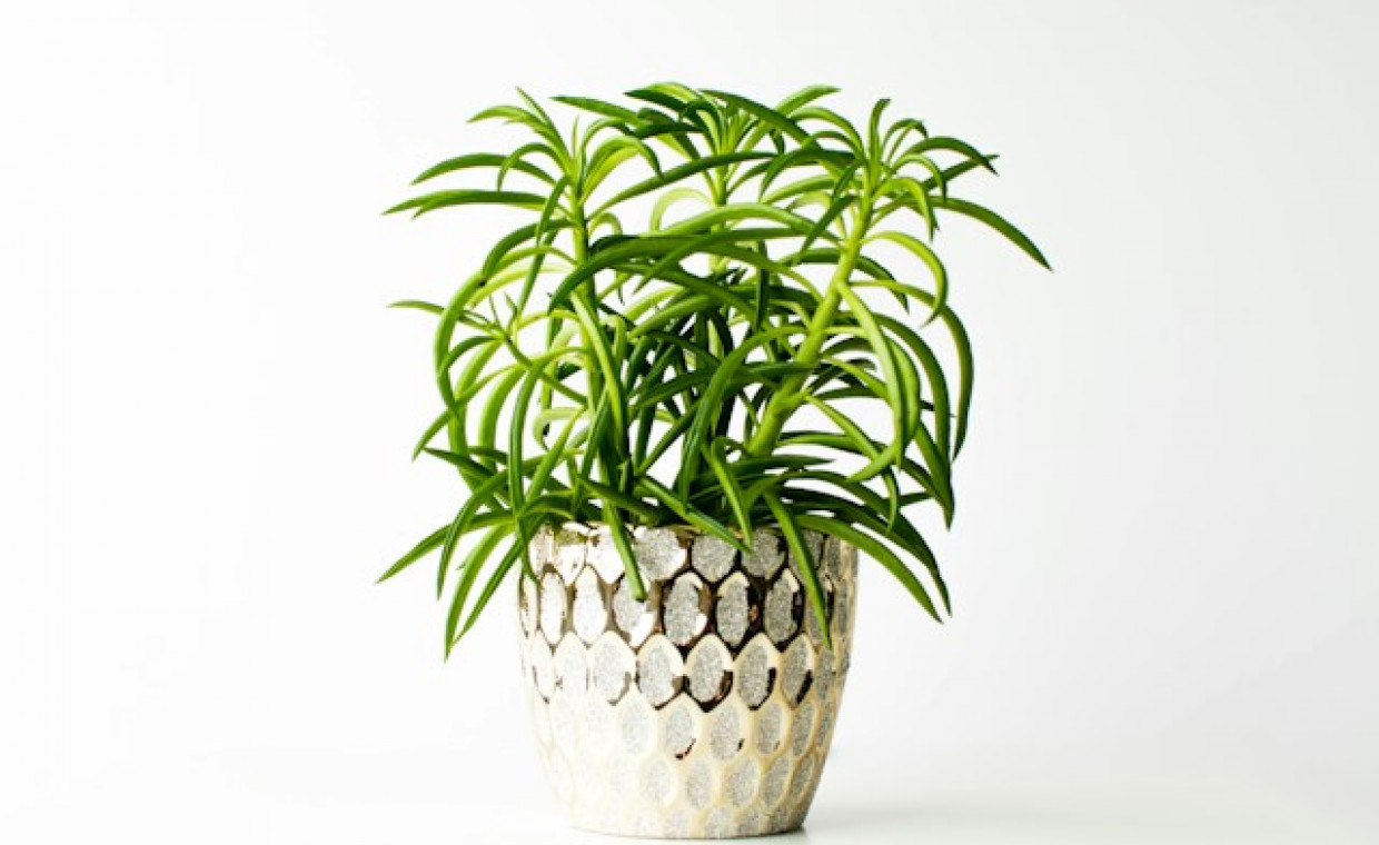 Peperomia 'Nevada’ (Peperomia ferreyrae 'Nevada’): Tajemnice Pielęgnacji i Uprawy Zielonej Rozgwiazdy