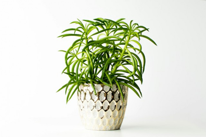 Peperomia 'Nevada’ (Peperomia ferreyrae 'Nevada’): Tajemnice Pielęgnacji i Uprawy Zielonej Rozgwiazdy