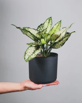 Aglaonema White Kiwi - odpowiednia pielęgnacja i uprawa