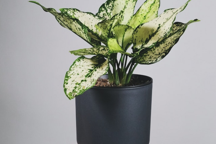 Aglaonema White Kiwi - odpowiednia pielęgnacja i uprawa