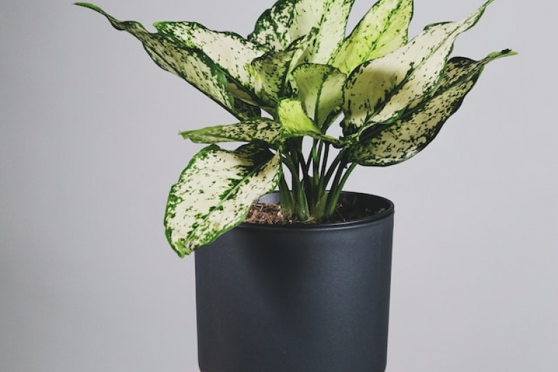 Aglaonema White Kiwi - odpowiednia pielęgnacja i uprawa