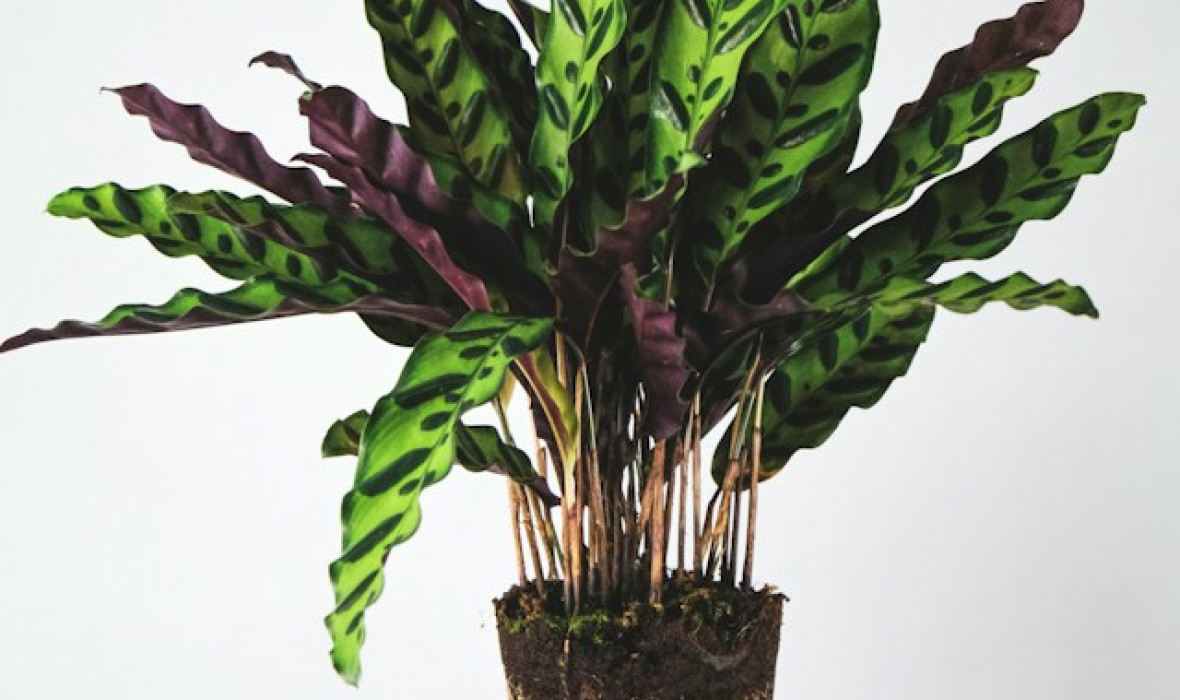 Calathea lancifolia - odpowiednia pielęgnacja i uprawa