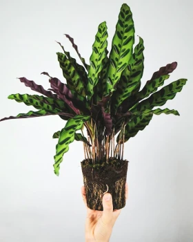 Calathea lancifolia - odpowiednia pielęgnacja i uprawa