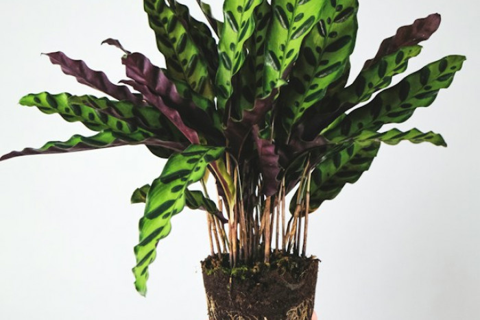 Calathea lancifolia - odpowiednia pielęgnacja i uprawa