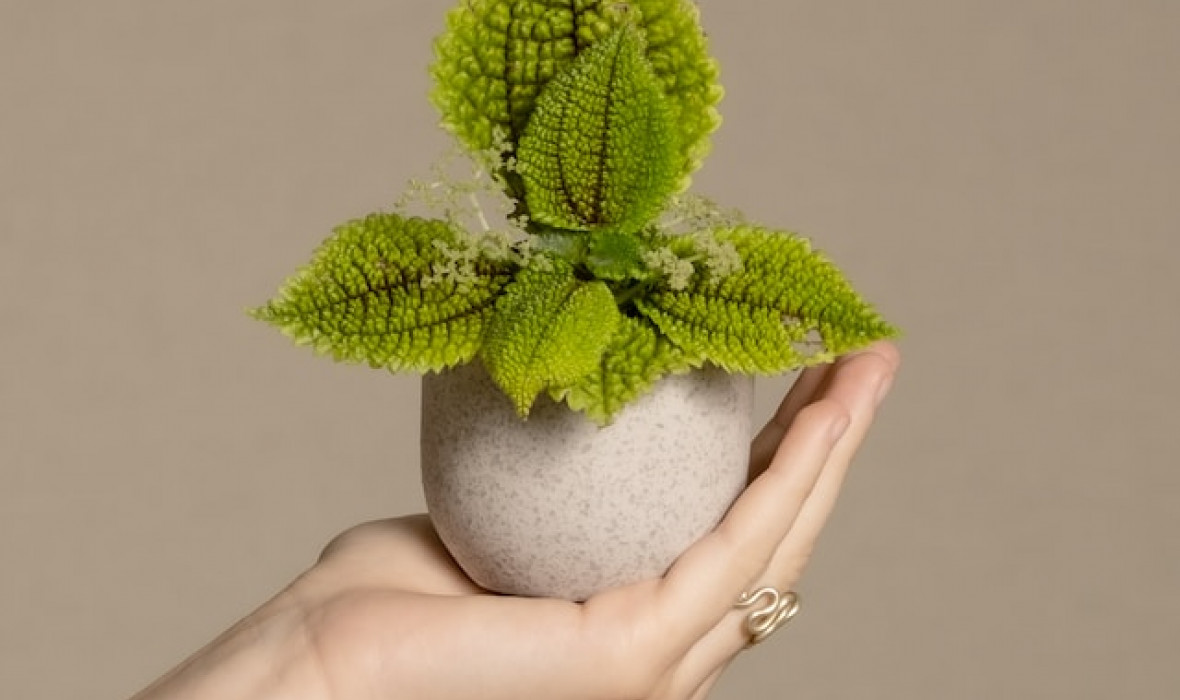 Pilea mollis ‘Moon Valley’ - piękna i łatwa w uprawie