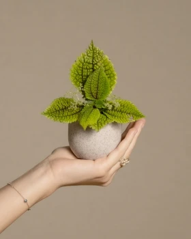 Pilea mollis ‘Moon Valley’ - piękna i łatwa w uprawie