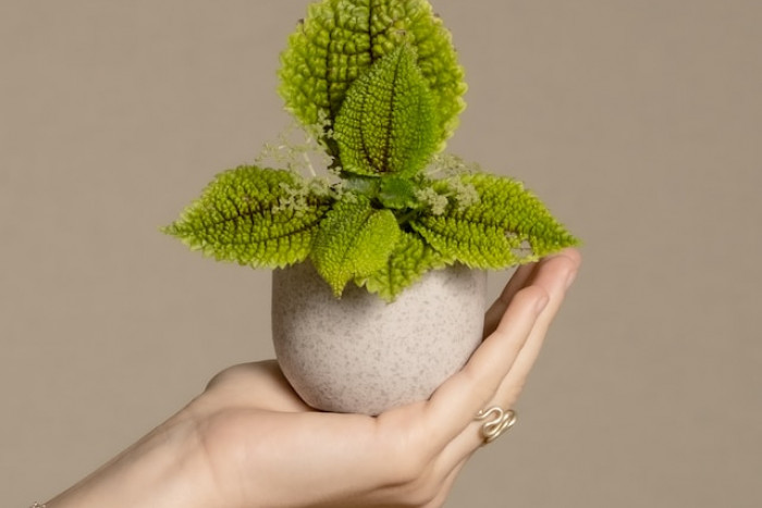 Pilea mollis ‘Moon Valley’ - piękna i łatwa w uprawie