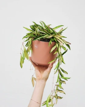 Hoya wayetii 'Tricolor' (kentiana 'Variegata') - odpowiednia pielęgnacja i uprawa