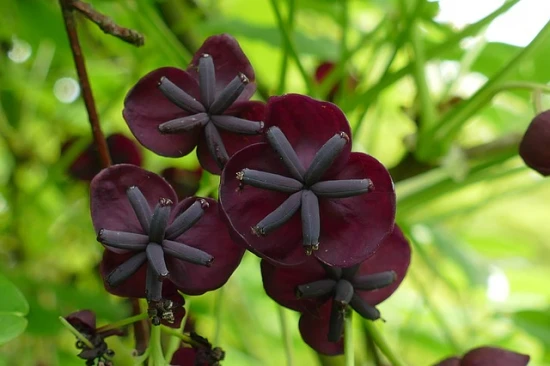 Akebia pięciolistkowa (Akebia quinata) - łatwa w uprawie roślina ozdobna