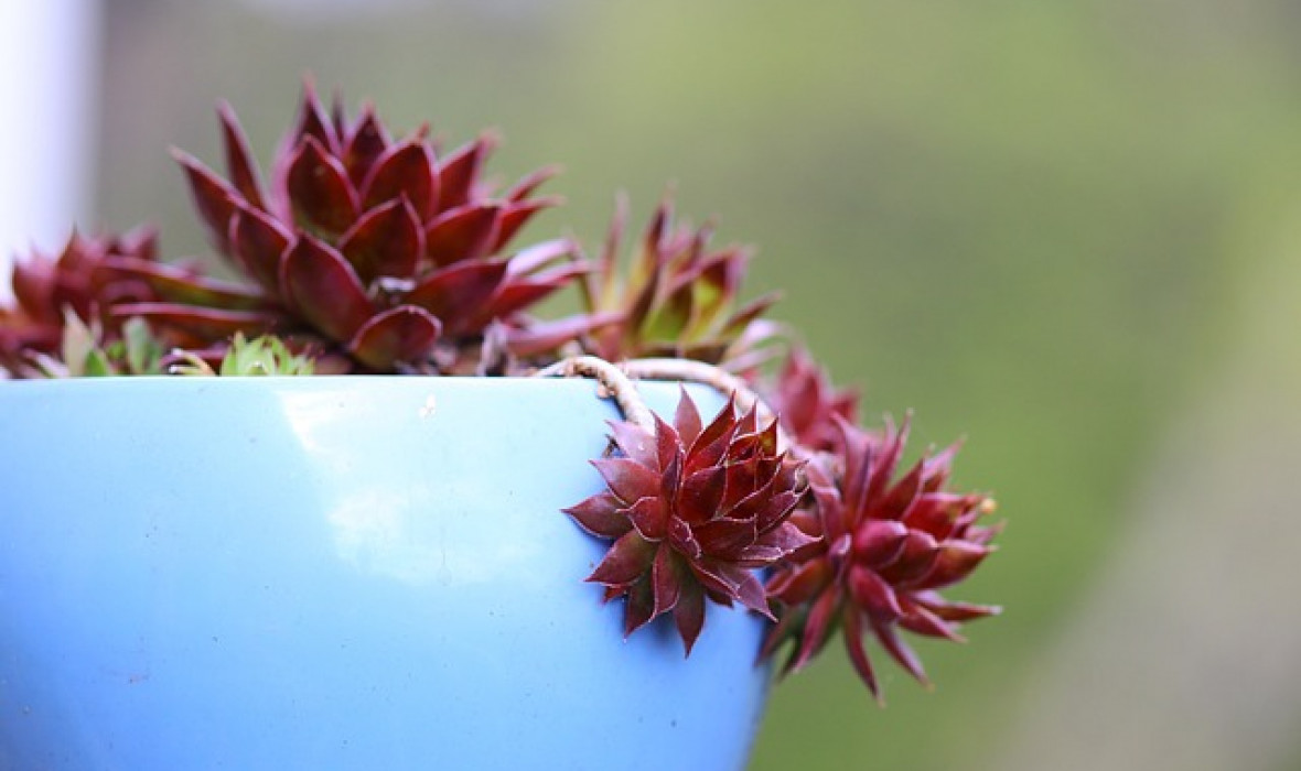 Pielęgnacja i uprawa Sempervivum Old Rose (Rojnik)