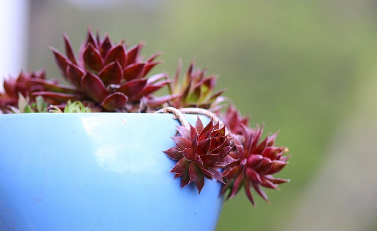 Pielęgnacja i uprawa Sempervivum Old Rose (Rojnik)