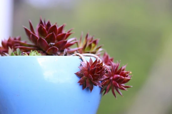 Pielęgnacja i uprawa Sempervivum Old Rose (Rojnik)