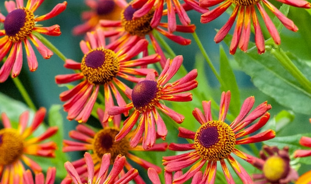 Helenium "Coppelia" (Dzielżan) - warunki uprawy i odpowiednia pielęgnacja