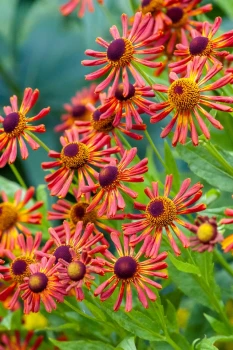 Helenium "Coppelia" (Dzielżan) - warunki uprawy i odpowiednia pielęgnacja