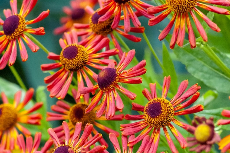 Helenium "Coppelia" (Dzielżan) - warunki uprawy i odpowiednia pielęgnacja