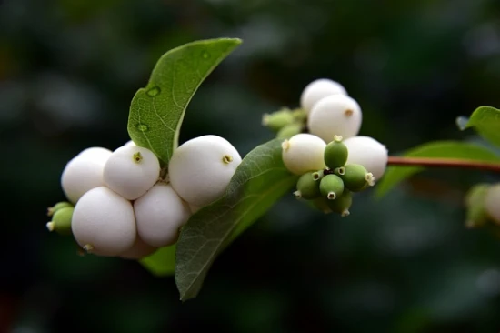 Śnieguliczka biała (Symphoricarpos albus): łatwa w uprawie i pielęgnacji ozdoba ogrodu