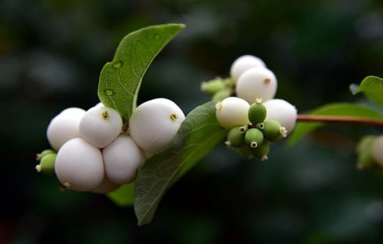 Śnieguliczka biała (Symphoricarpos albus): łatwa w uprawie i pielęgnacji ozdoba ogrodu