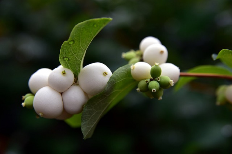 Śnieguliczka biała (Symphoricarpos albus): łatwa w uprawie i pielęgnacji ozdoba ogrodu