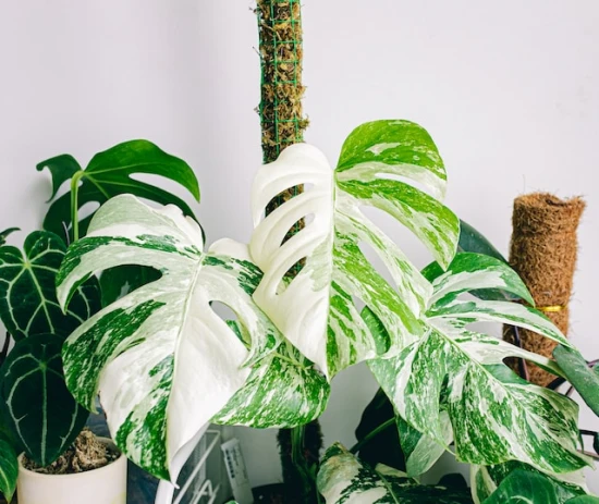 Monstera Variegata: jak dbać o tę piękną roślinę doniczkową?