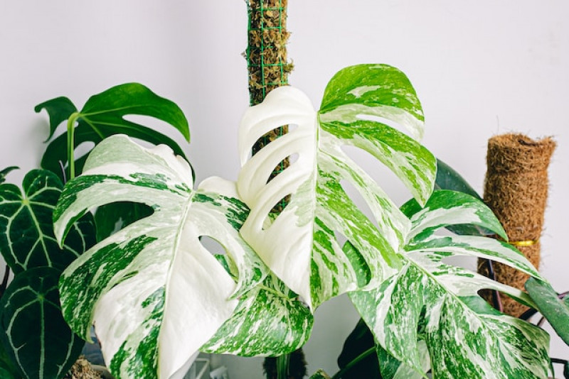 Monstera Variegata: jak dbać o tę piękną roślinę doniczkową?