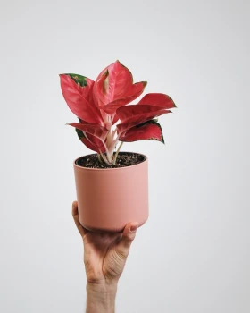 Aglaonema Red Dragon – pielęgnacja krok po kroku