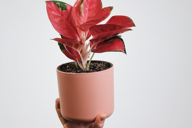 Aglaonema Red Dragon – pielęgnacja krok po kroku