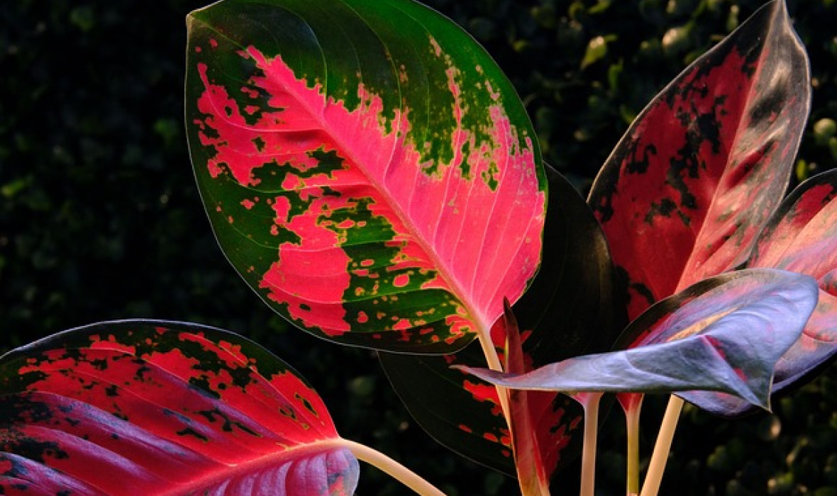 Aglaonema Red Dragon: Rozpoznawanie i rozwiązywanie najczęstszych problemów pielęgnacyjnych