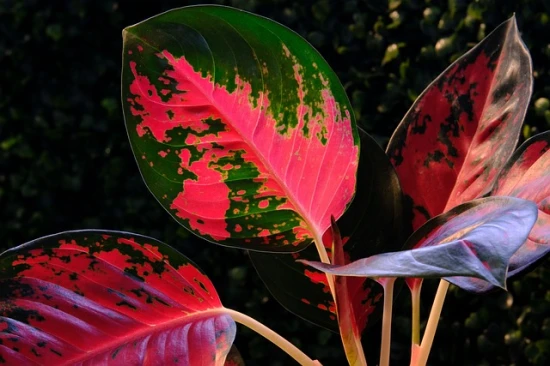Aglaonema Red Dragon: Rozpoznawanie i rozwiązywanie najczęstszych problemów pielęgnacyjnych